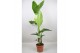 Strelitzia nicolai 