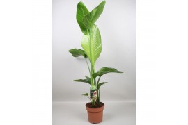 Strelitzia nicolai