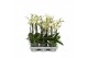 Phalaenopsis multiflora wit Flora P12 A2 White 2+ spike 30 bl. 2 tak/p 