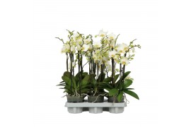 Phalaenopsis multiflora wit Flora P12 A2 White 2+ spike 30 bl. 2 tak/p