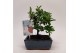 Bonsai Pyracantha Traditional 