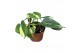 Philodendron Cream Splash 