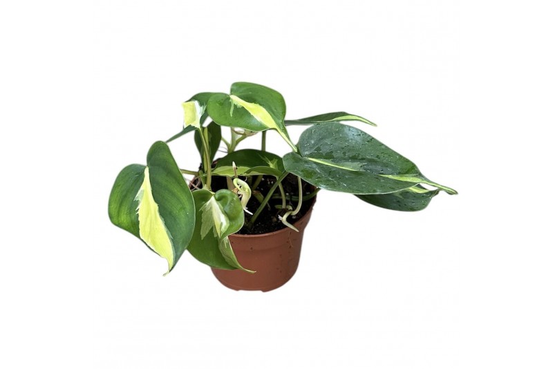 Philodendron Cream Splash 