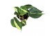 Philodendron Cream Splash 