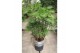Rhapis Humilis 