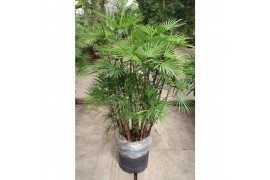 Rhapis Humilis