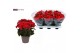Begonia elatior du. grace Winterbegonia Grace rood 14 cm 