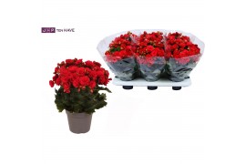 Begonia elatior du. grace Winterbegonia Grace rood 14 cm