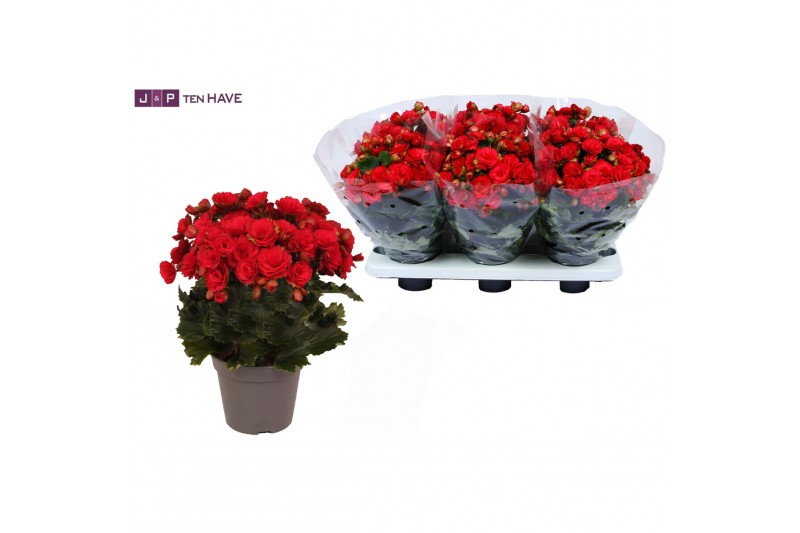 Begonia elatior du. grace Winterbegonia Grace rood 14 cm 
