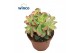 Aeonium Aeonium Kiwi 