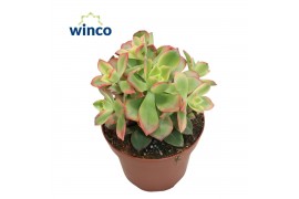 Aeonium Aeonium Kiwi
