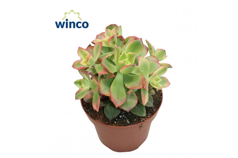 Aeonium Aeonium Kiwi 