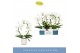 Phalaenopsis anthura madrid 2 tak boog in wit lazio 