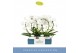 Phalaenopsis anthura madrid 2 tak boog in wit lazio 