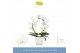 Phalaenopsis anthura madrid 2 tak boog in wit lazio 