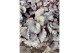 Begonia blad rex hawaiian silver beleaf must have 