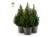 Picea glauca december P19 in Wood 