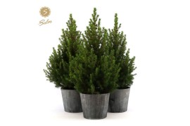Picea glauca december P19 in Wood