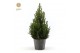 Picea glauca december P19 in Wood 