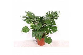 Monstera deliciosa 5pp
