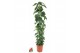 Philodendron scandens zuil 