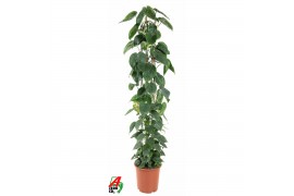 Philodendron scandens zuil