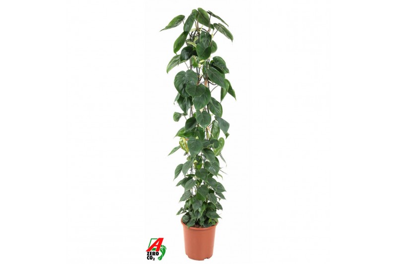 Philodendron scandens zuil 