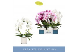 Phalaenopsis mix 2 tak mirror miracle mix in white lazio
