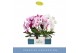 Phalaenopsis mix 2 tak mirror miracle mix in white lazio 