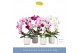 Phalaenopsis mix 2 tak mirror miracle mix in white lazio 