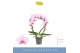 Phalaenopsis roze 2 tak boog 