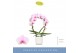 Phalaenopsis roze 2 tak boog in wit lazio 