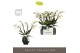 Phalaenopsis multiflora wit Theatro Funk - 4 tak - Abruzzo Black Aquo 