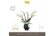 Phalaenopsis multiflora wit Theatro Funk - 4 tak - Abruzzo Black Aquo 