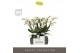 Phalaenopsis multiflora wit Theatro Funk - 4 tak - Abruzzo Black Aquo 
