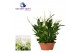 Spathiphyllum bellini 15+ bloem - Zonder hoes 