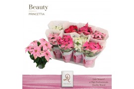 Euphorbia pul. princettia mix 5+ Bloem, DolcAmore®