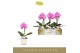 Phalaenopsis Singolo - Victorio - 1 bloem - Lazio White 