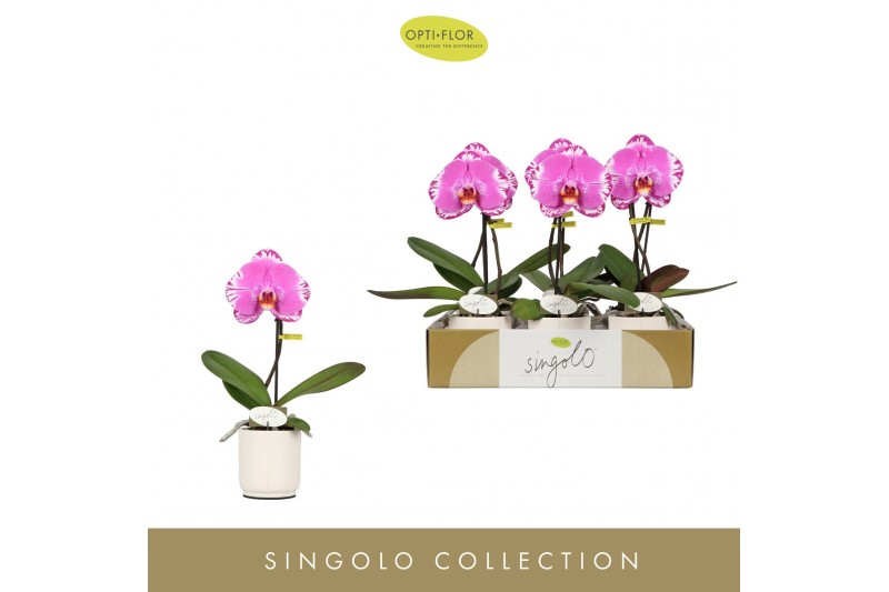Phalaenopsis Singolo - Victorio - 1 bloem - Lazio White 