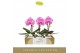 Phalaenopsis Singolo - Victorio - 1 bloem - Lazio White 