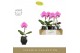 Phalaenopsis Singolo - Victorio - 1 bloem - Abruzzo Black Aquo 