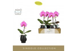Phalaenopsis Singolo - Victorio - 1 bloem - Abruzzo Black Aquo