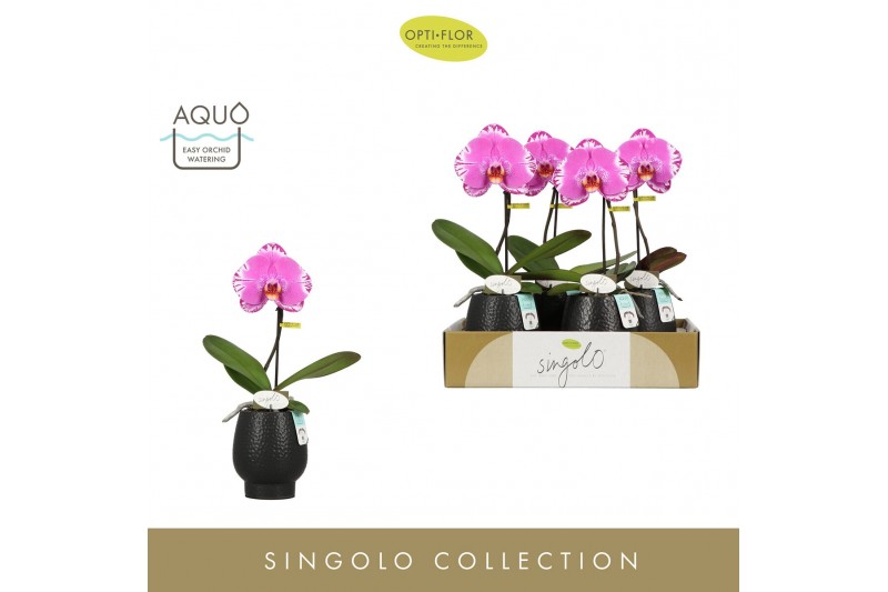 Phalaenopsis Singolo - Victorio - 1 bloem - Abruzzo Black Aquo 