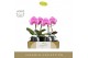 Phalaenopsis Singolo - Victorio - 1 bloem - Abruzzo Black Aquo 