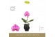 Phalaenopsis Singolo - Victorio - 1 bloem - Abruzzo Black Aquo 