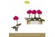 Phalaenopsis paars Singolo - Shima - 1 bloem 