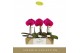 Phalaenopsis paars Singolo - Shima - 1 bloem 