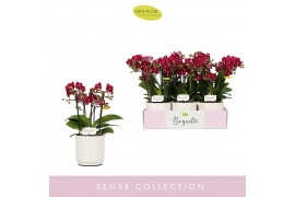 Phalaenopsis multiflora rood Boquetto Temptation 3-5 tak in White Lazi