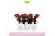 Phalaenopsis multiflora rood Boquetto Temptation 3-5 tak in White Lazi 