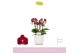 Phalaenopsis multiflora rood Boquetto Temptation 3-5 tak in White Lazi 